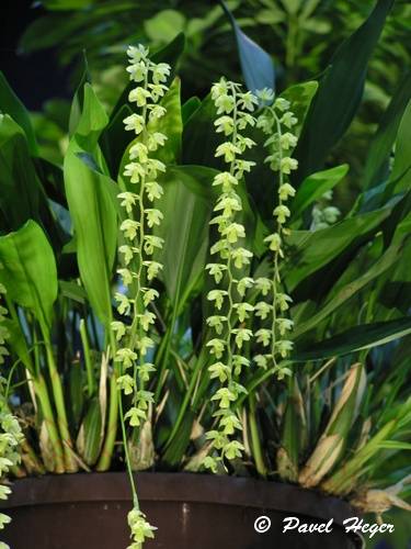 Dendrochillum cobbianum